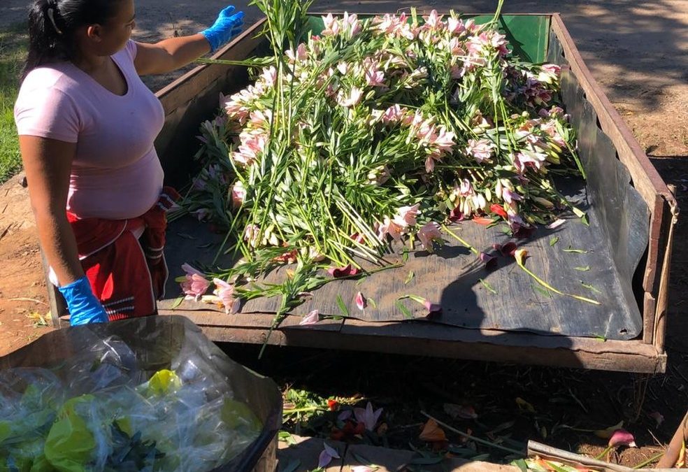 Com 90% das vendas paradas, produtores trituram flores estocadas