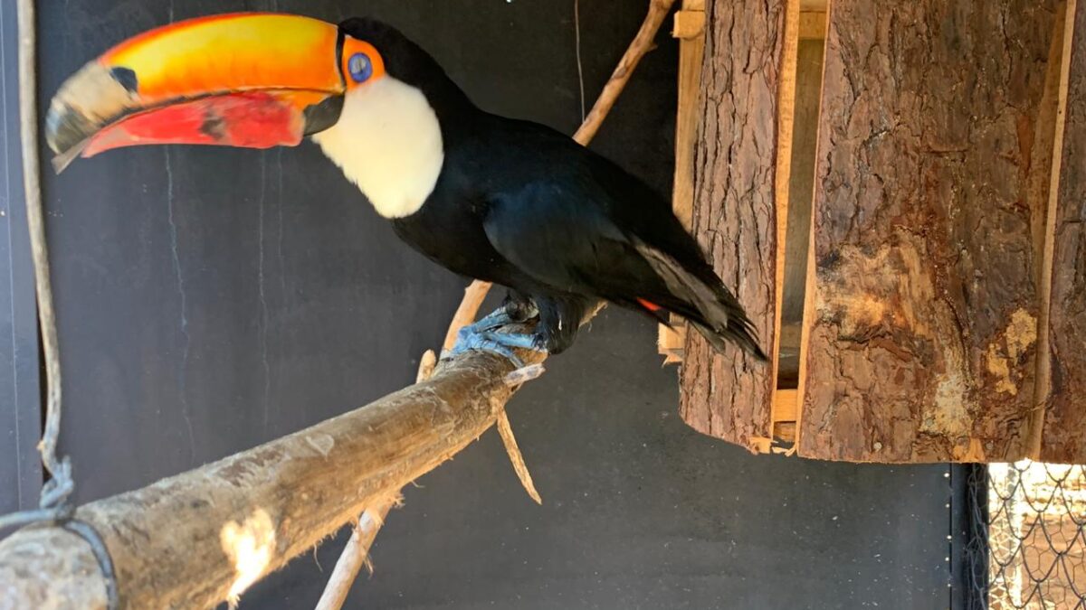 Tucano do Zoo de Brasília ganha prótese de bico 3D