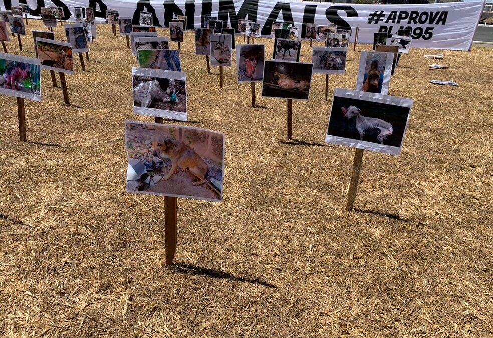 Protetores de animais fazem ato em frente ao Congresso Nacional contra maus-tratos a cães e gatos