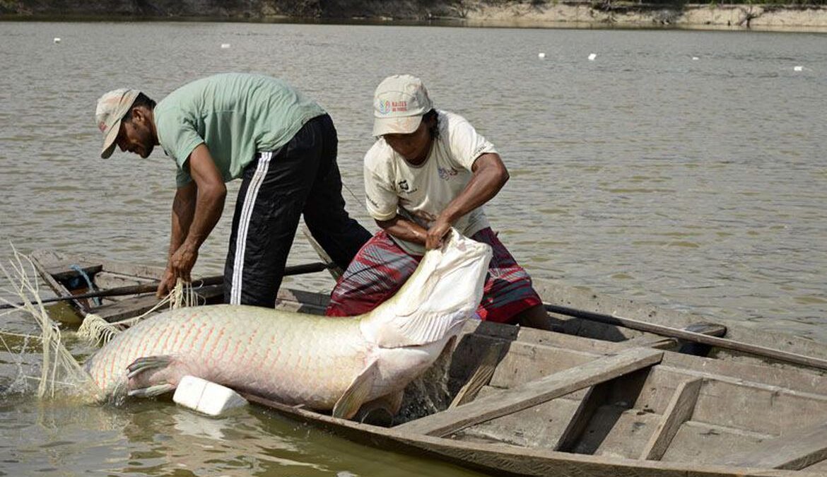 Tecnologias da Embrapa aproximam aquicultura do mercado internacional