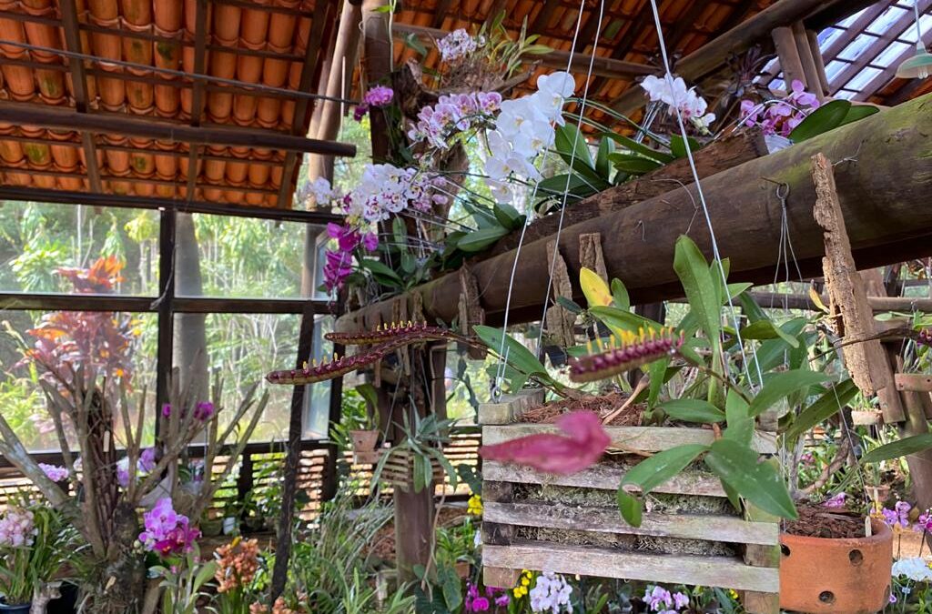 Jardim Botânico amplia coleção com 272 mudas de orquídeas