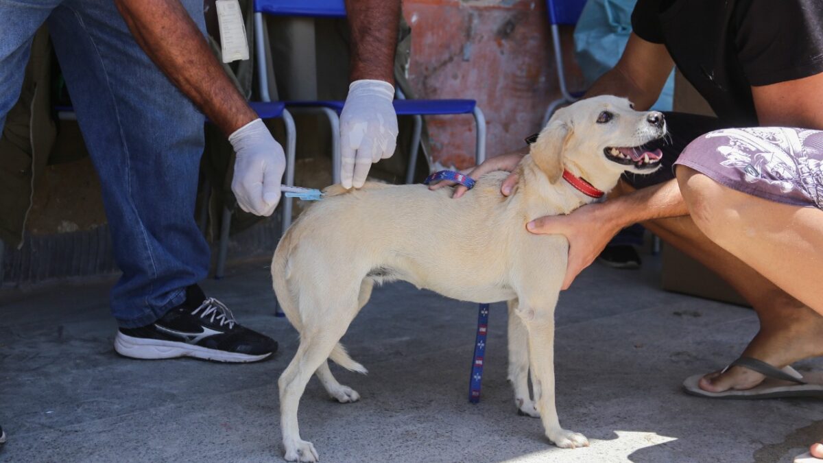 Vacinação gratuita para cães e gatos, nesta sexta (15)