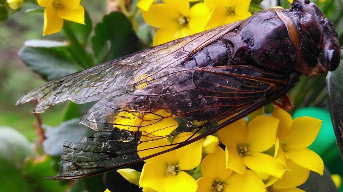 Olha a chuva! O que as cigarras têm a ver com a chegada das chuvas?