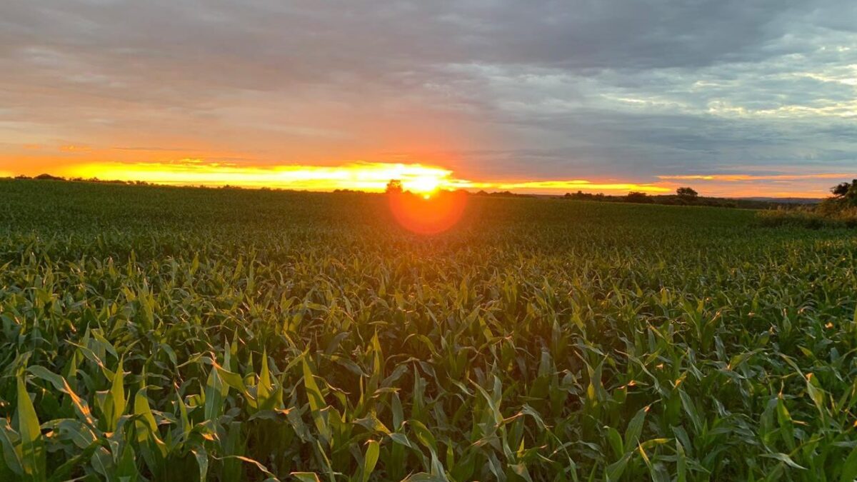 Eis que o sol ajuda ainda mais nas produções agrícolas do DF