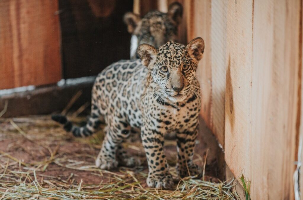 Zoo promove votação de nome para filhotes de onça-pintada