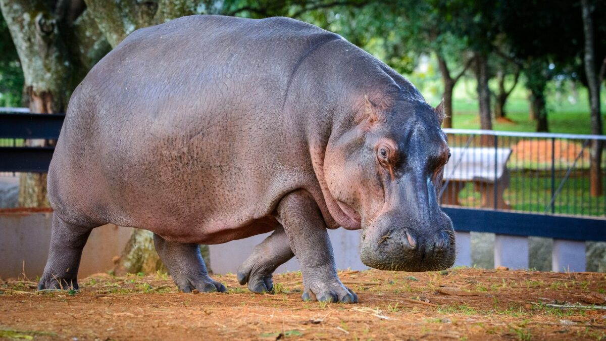 Hipopótamos ganham nova vida no Zoológico de Brasília