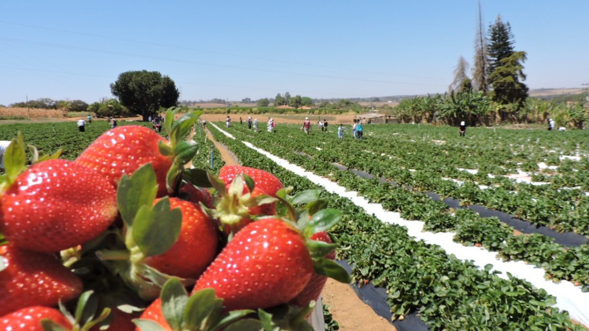 Capital cultiva 31,8 mil toneladas de frutas por ano