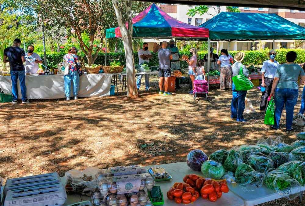 Mercado de orgânicos abre as portas para agricultura familiar