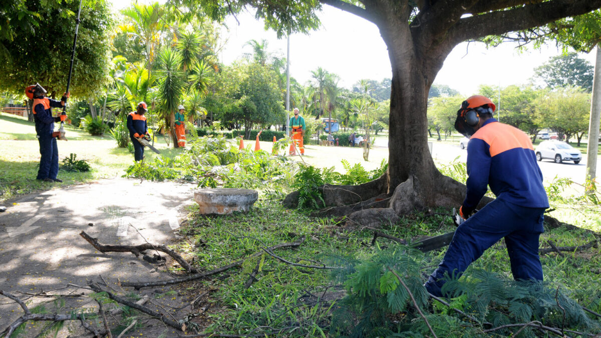 Como funciona o serviço de poda de árvores em áreas públicas no DF