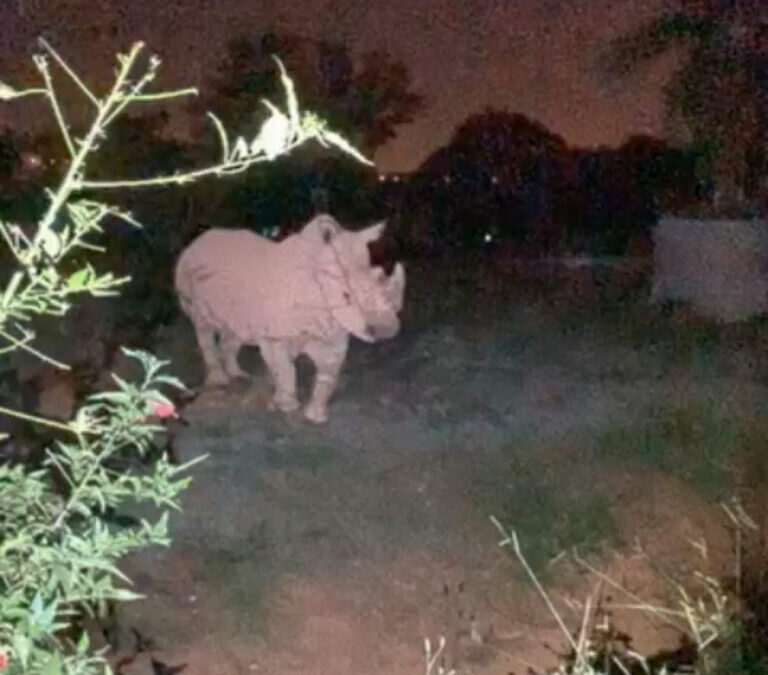 Conheça os animais que gostam da noite, com o programa Zoo Noturno