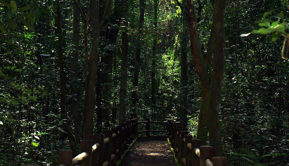 Presidente sanciona redução da Floresta Nacional de Brasília