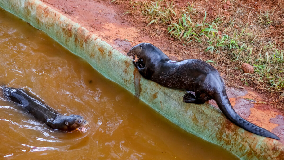 Ariranha ganha companheira no Zoológico