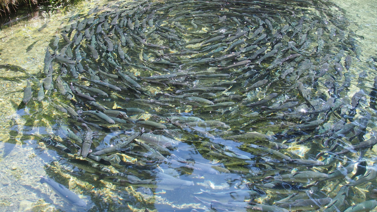 Encontro de produtores de pescado discutirá desafios do setor