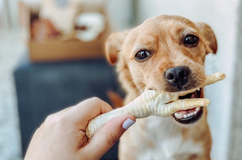 Conheça os benefícios de oferecer pé de galinha cru para cães