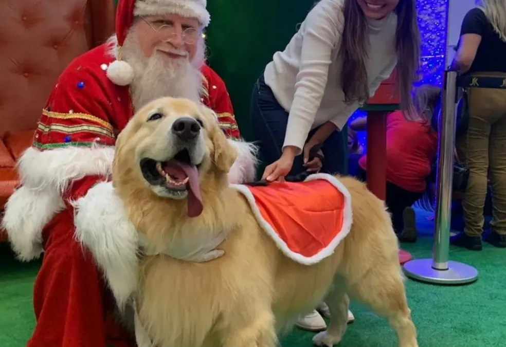 Encontro de Natal reúne cães da raça golden retriever em shopping do DF