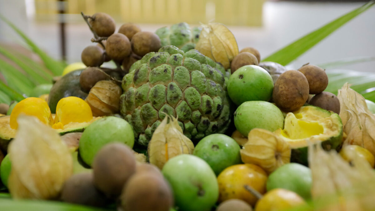 Frutos do cerrado serão incluídos na alimentação escolar em 2023