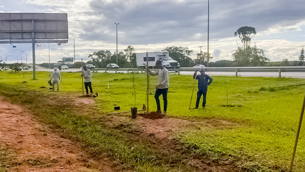 Três mil mudas do cerrado são plantadas no Park Way