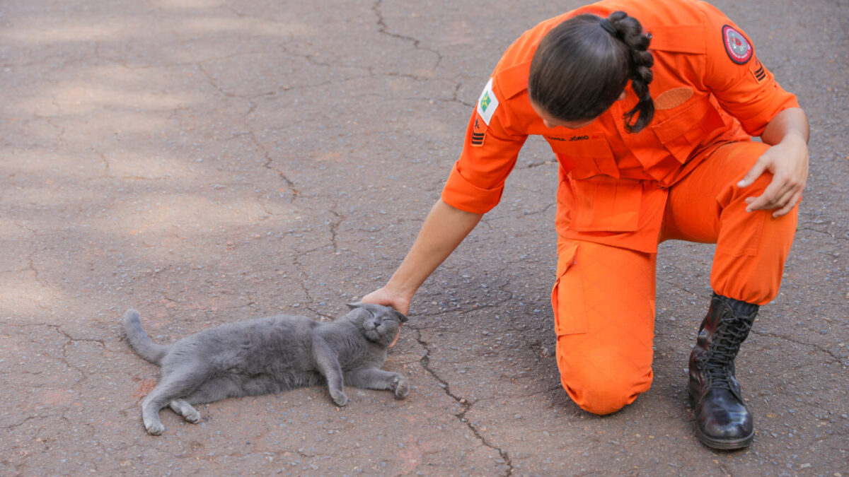 Conheça Fumaça, a mascote do 15º Grupamento de Bombeiro Militar