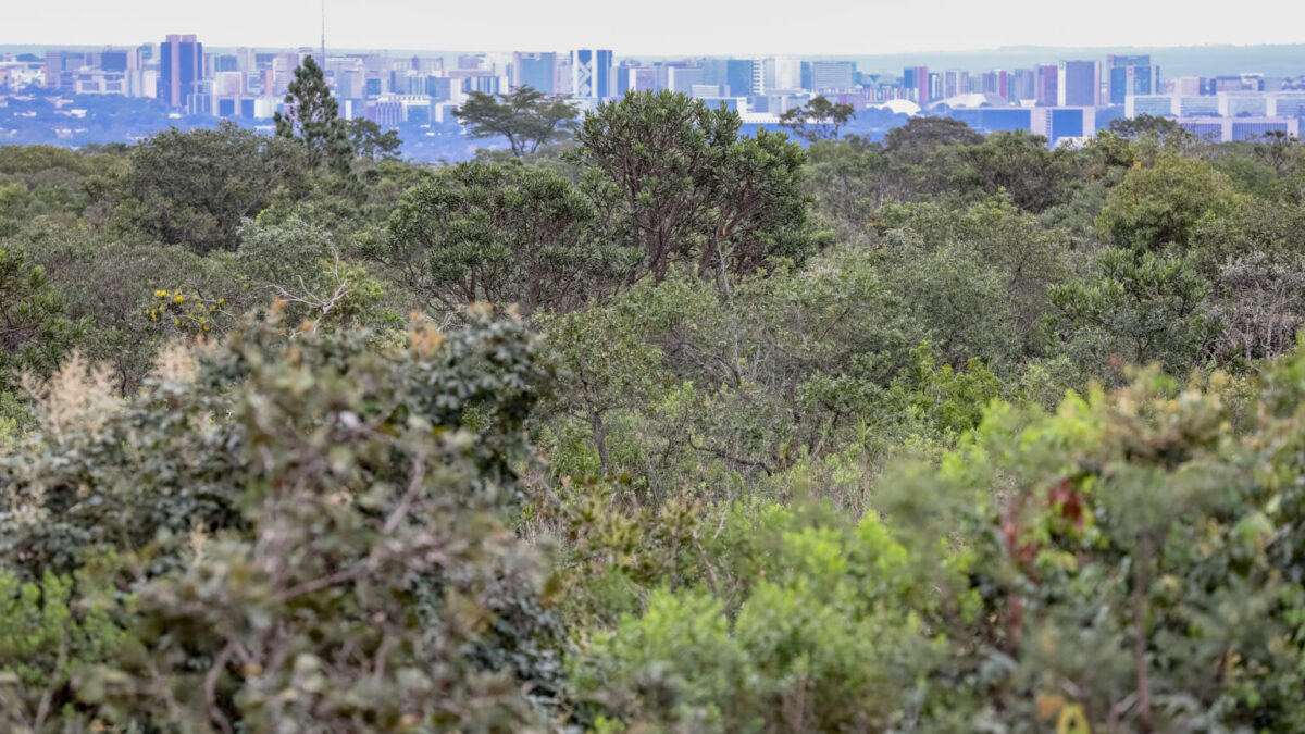 Santuário do cerrado, Jardim Botânico reúne 45% da flora do DF