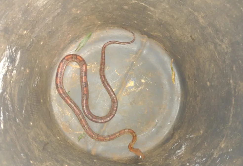 Corn snake, espécie de serpente exótica dos EUA, é capturada na Asa Sul, em Brasília