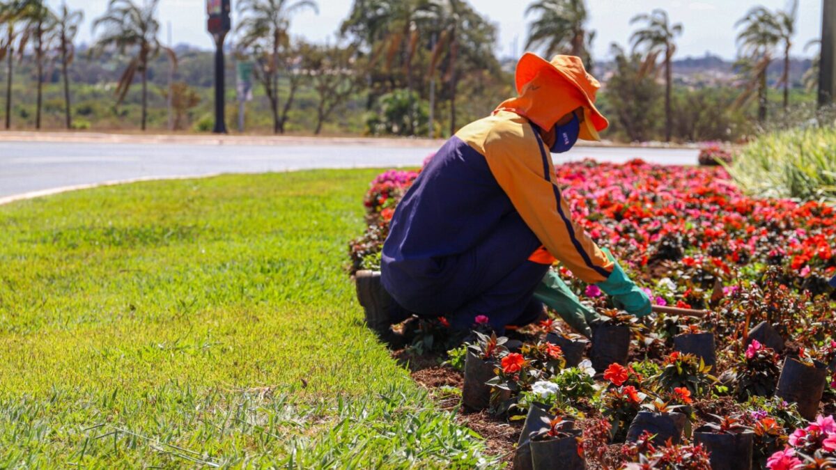 Plano de arborização já plantou, este ano, 60 mil mudas no DF