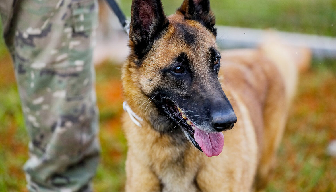 Cães da PMDF conquistam aposentadoria após anos de trabalho