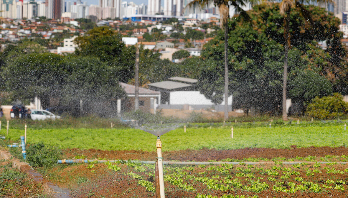 Agricultura urbana ganha força no Distrito Federal