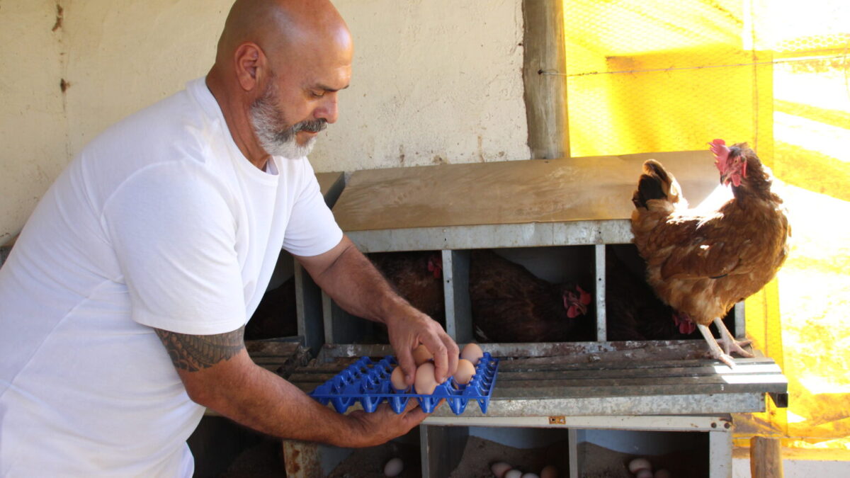 Primeira granja avícola de pequeno porte do DF planeja triplicar produção