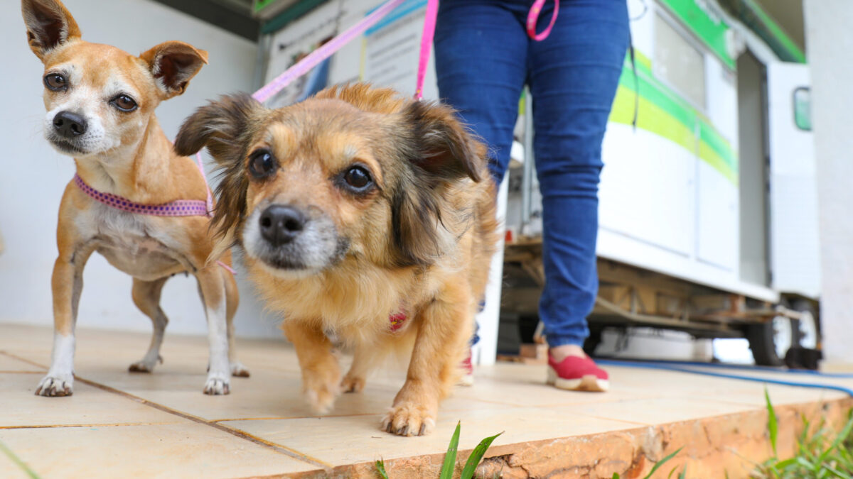 Governo promove atendimentos veterinários gratuitos no Sol Nascente