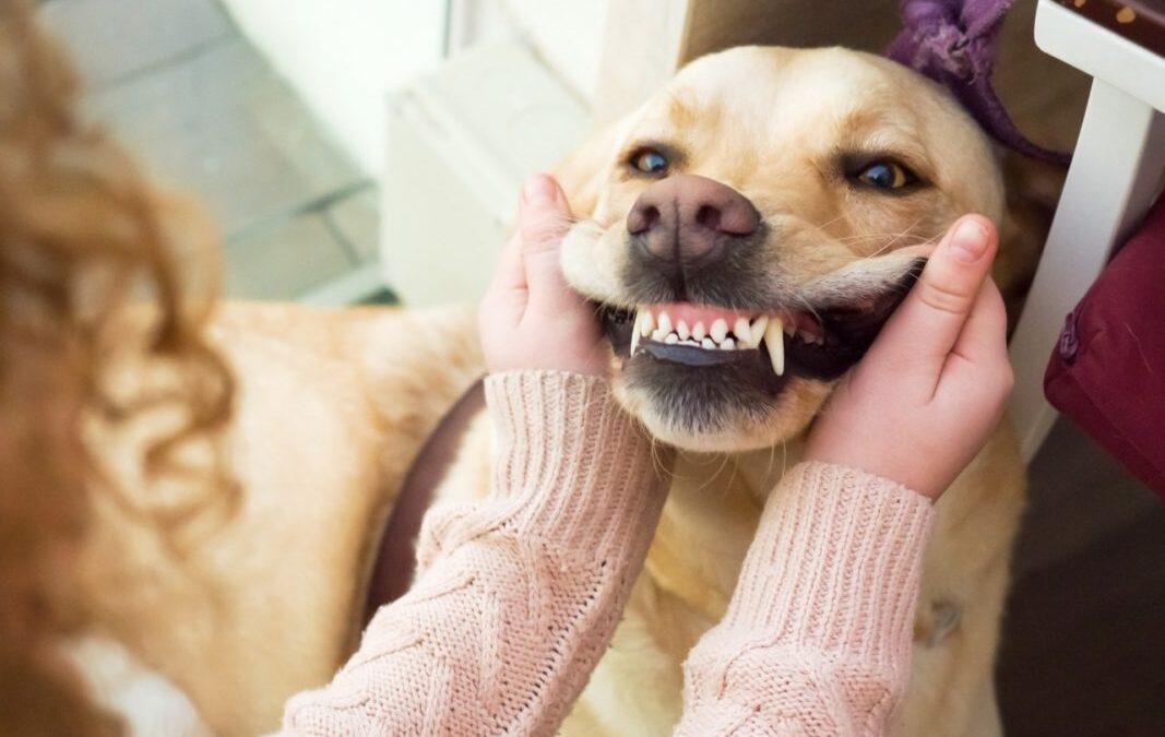 Saúde Bucal PET: Veterinário do CEUB alerta para problemas orais de cães e gatos