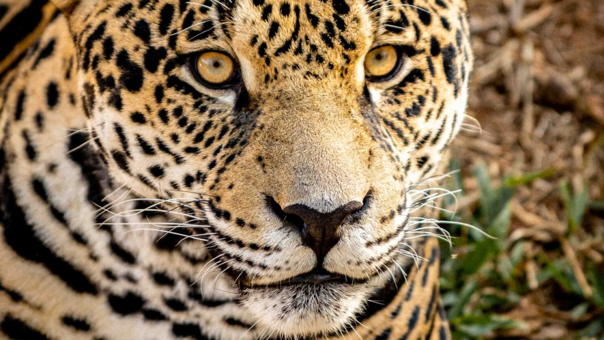 Zoo recebe curso de técnicas cirúrgicas em grandes felinos silvestres