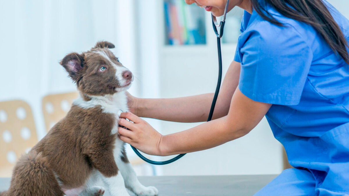 Projeto cria campanha nacional de orientação sobre parvovirose canina