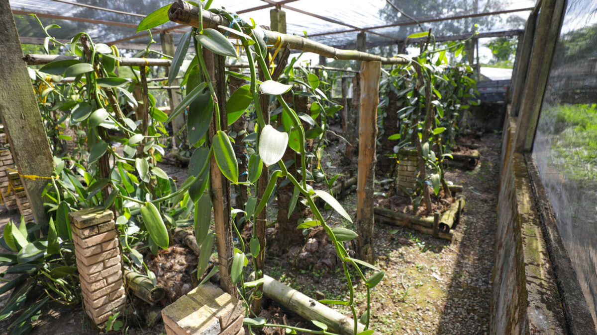 Yes, nós temos baunilha! Conheça o cultivo da especiaria no DF