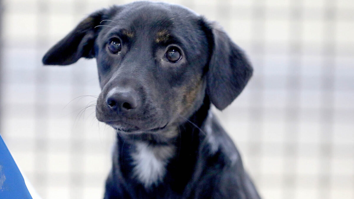 Novo ano, novo lar! 15 pets estão à espera de uma família na Zoonoses