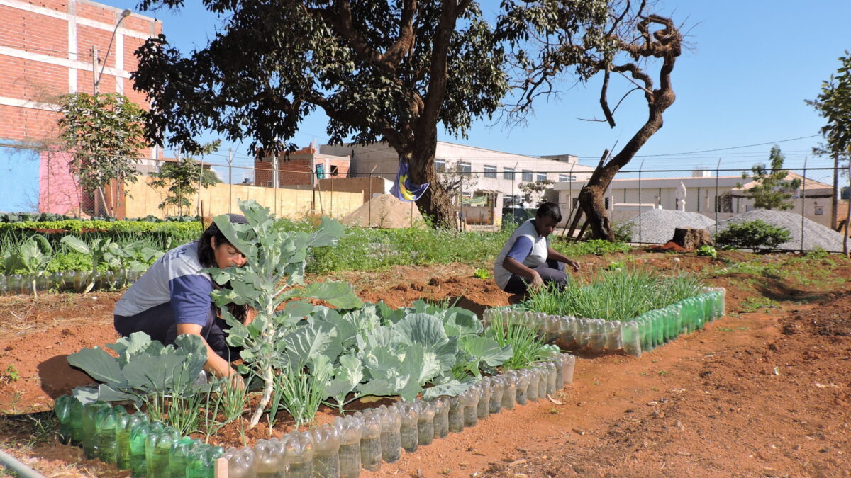 Programa de agricultura urbana contribui para a segurança alimentar