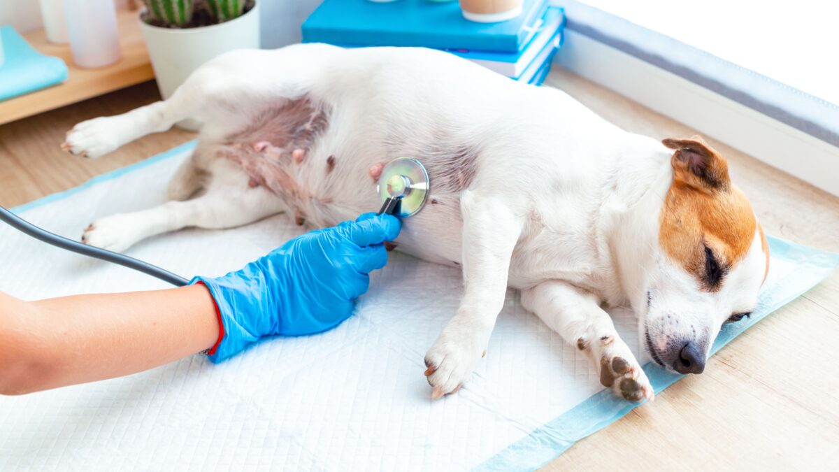 Check-up Pet: exames preventivos ajudam a manter a saúde dos animais de estimação em dia