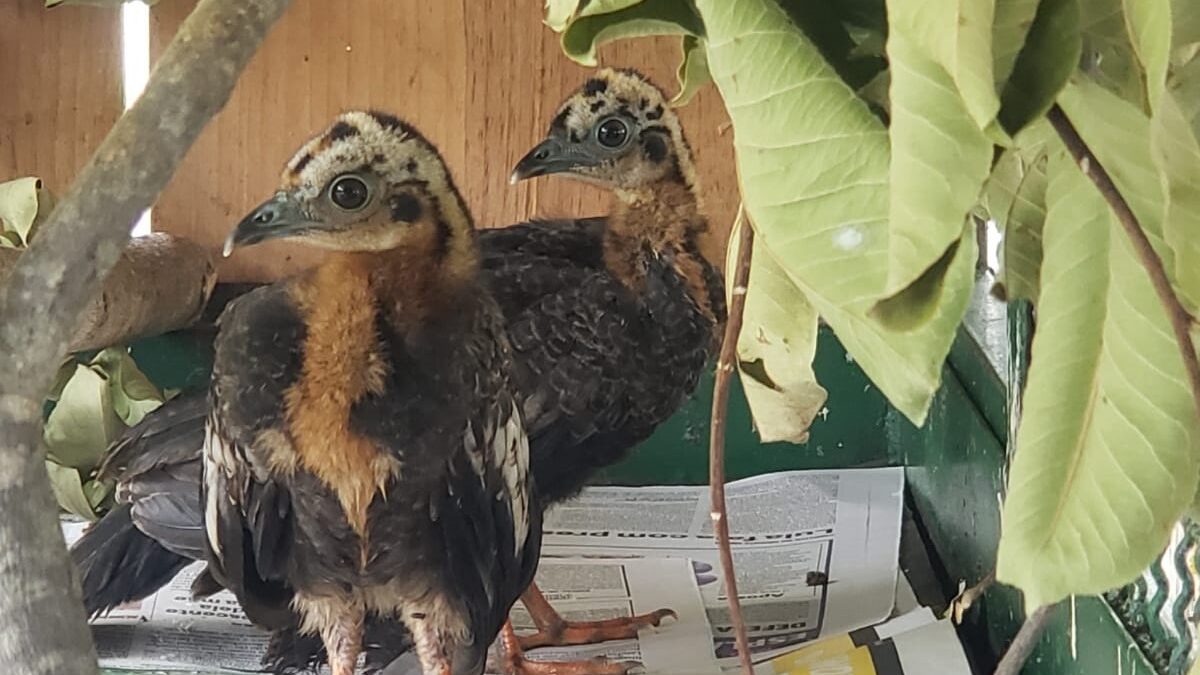 Dois filhotes de jacutinga nascem no Zoológico de Brasília