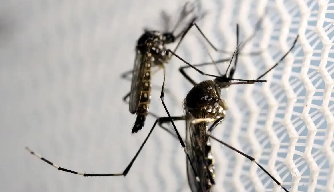 Hospital de campanha será instalado no DF para ampliar combate à dengue