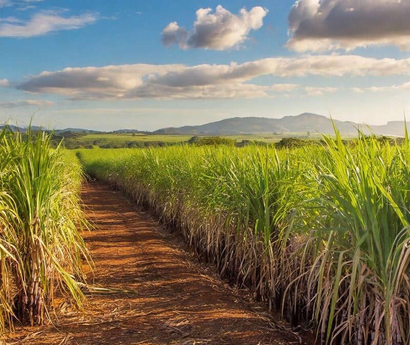 Lideranças do setor sucroenergético se reúnem no Cana Summit para debater políticas e mercado