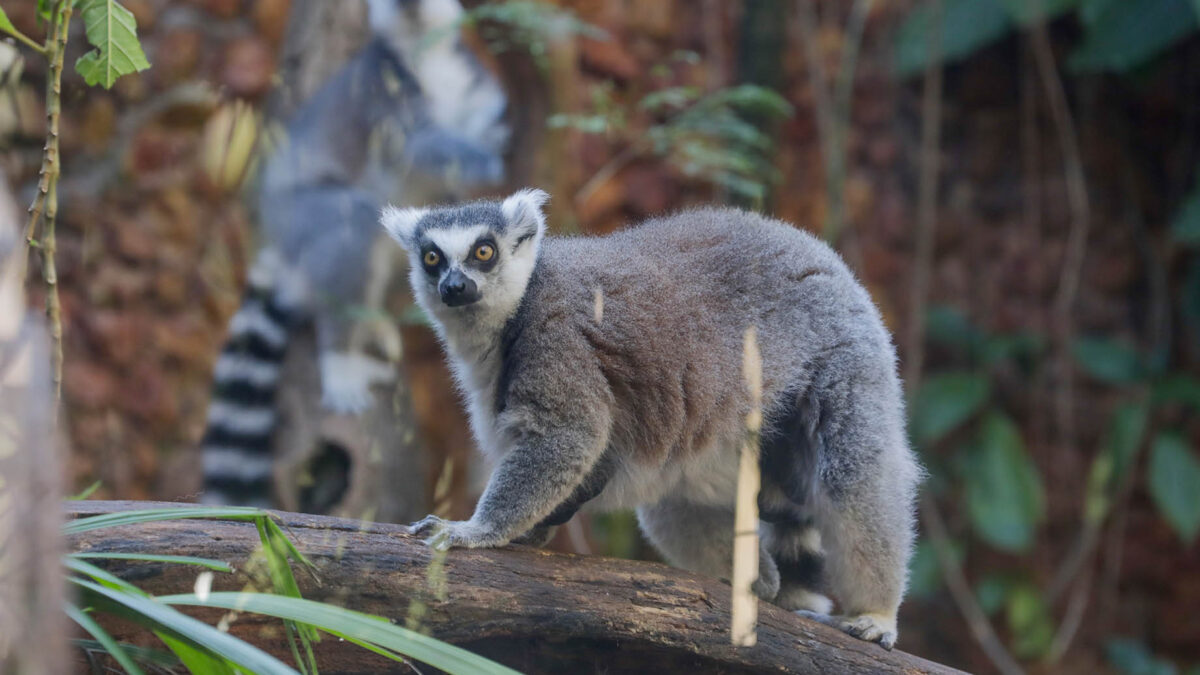 Zoológico de Brasília adota medidas para o bem-estar de animais no inverno