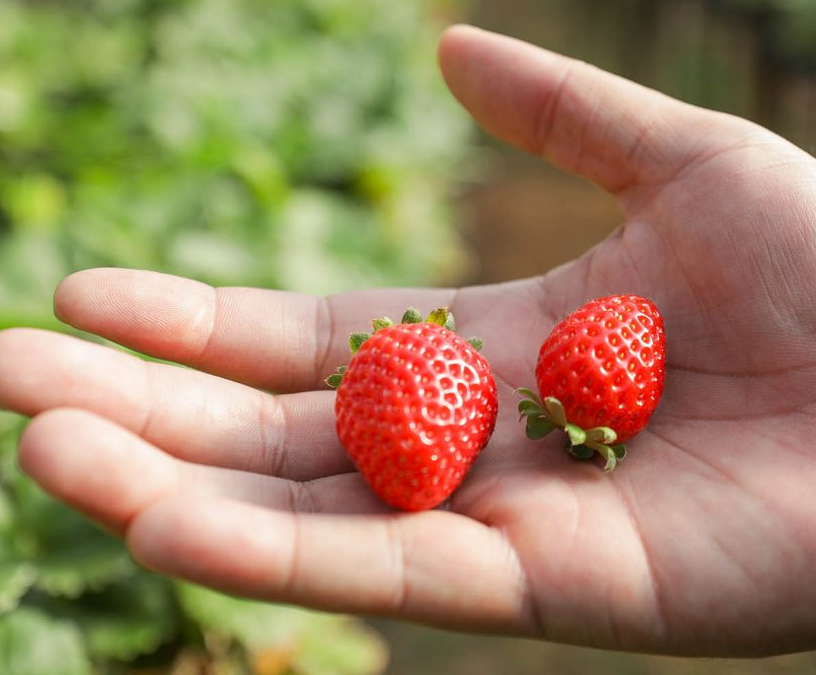 Agro do Quadrado: produção de orgânicos dispara no DF e leva mais saúde à mesa dos brasilienses