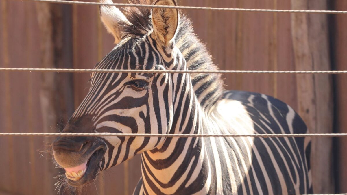 Zoo de Brasília recebe novos animais e faz sucesso com a zebra Ailin