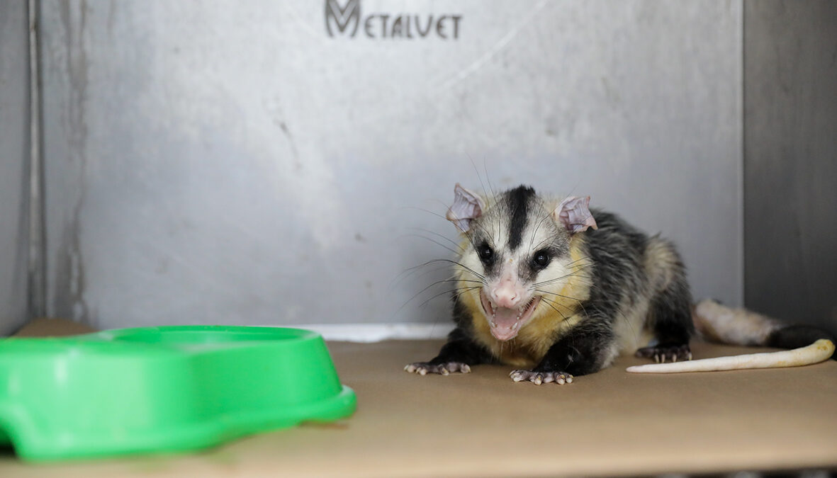 Pioneiro no Brasil, Hospital da Fauna Silvestre do DF já prestou mais de 500 atendimentos