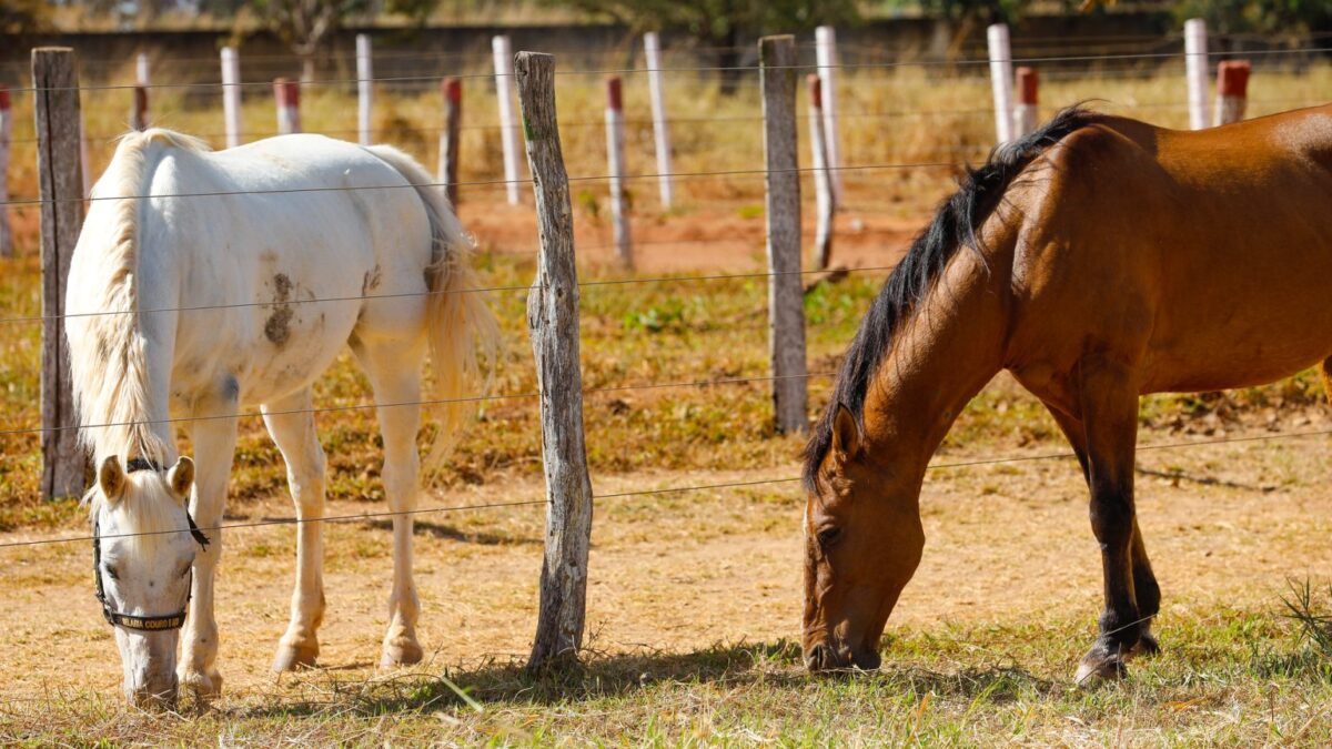 Projeto incentiva adoção responsável de bovinos e equinos resgatados nas vias do DF