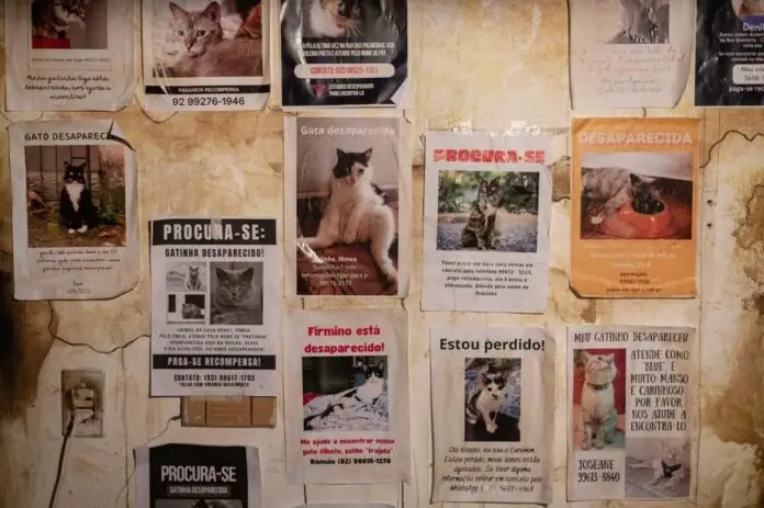 Curta - Mata-Gato _ Foto Divulgação 2