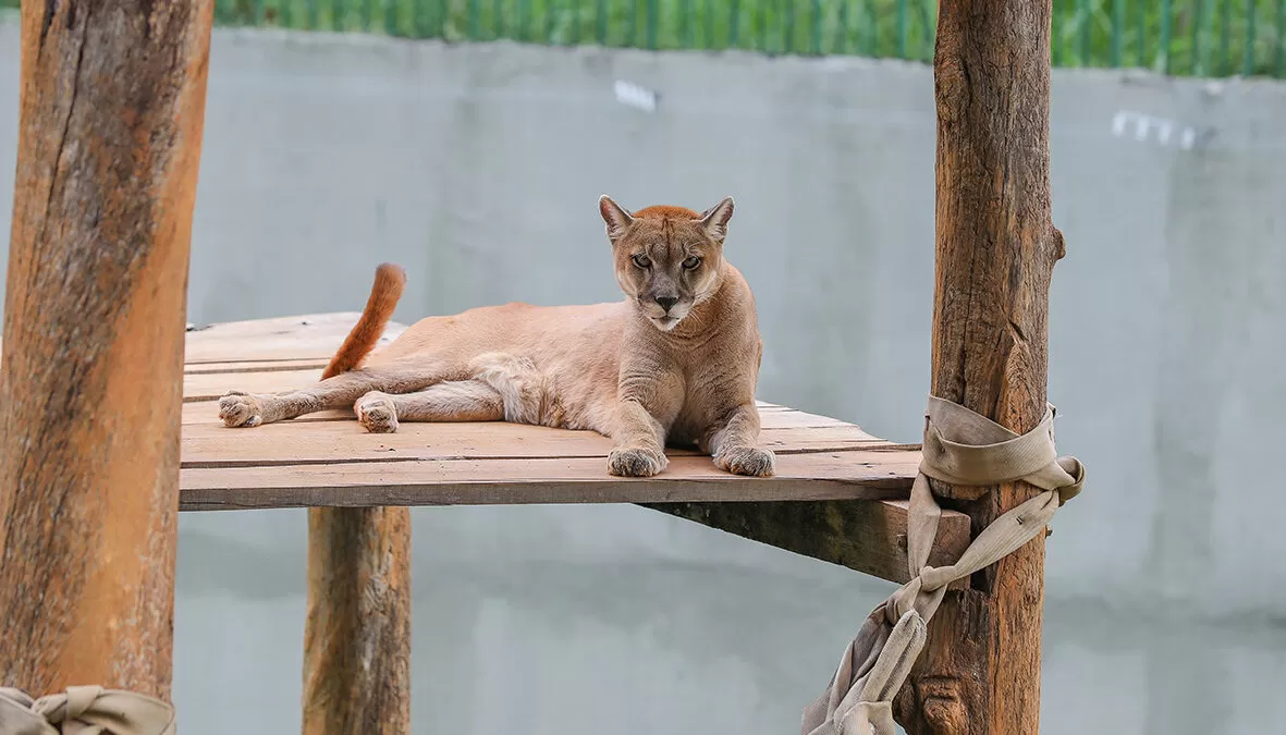 Onças-pardas retornam ao Zoológico de Brasília após ambiente ser reformado